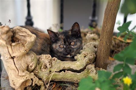 Beautiful Domestic Cat Stock Image Image Of Eyes Wild 261031983