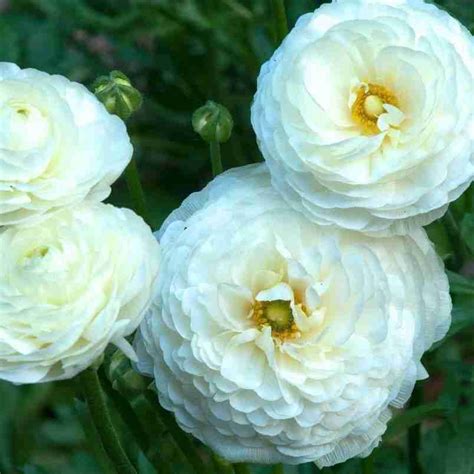 The Secret Of How To Grow Ranunculus Bramble And Beyond