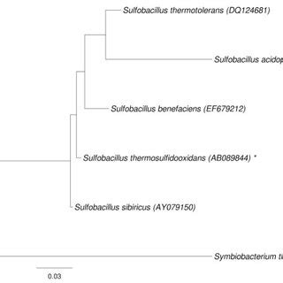 Phylogenetic Tree Highlighting The Position Of S Acidophilus Relative