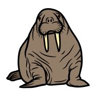 Walrus, transparent background - Photo #12024 - Pngdow - Free and ...