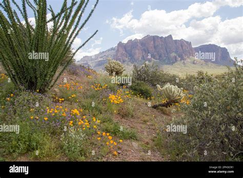 Lost Dutchman State Park in Apache Junction, Arizona Stock Photo - Alamy