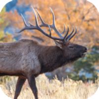 Elk Sounds for Android - Download the APK from Uptodown