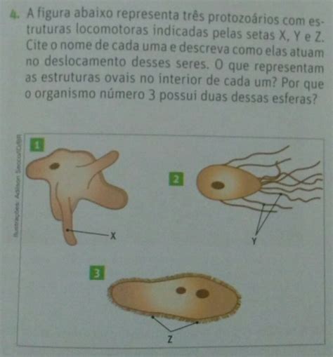 Cromatina Dna Protoctistas Exercícios