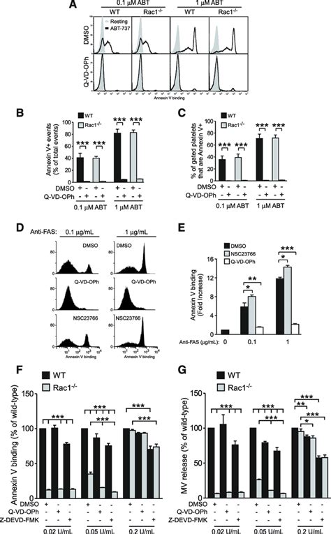 Rac1 regulates shear-induced PS exposure independent of caspase-induced ...