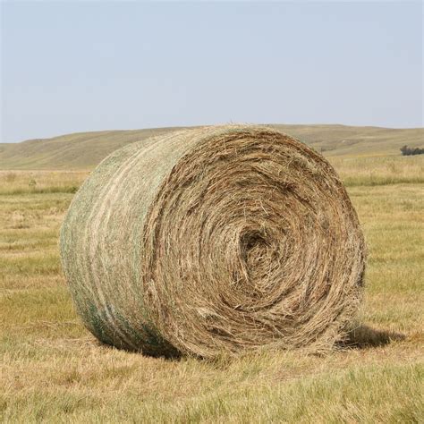 Buy Timothy Hay Bales For Sale Premium Timothy Hay Wholesale Supplier