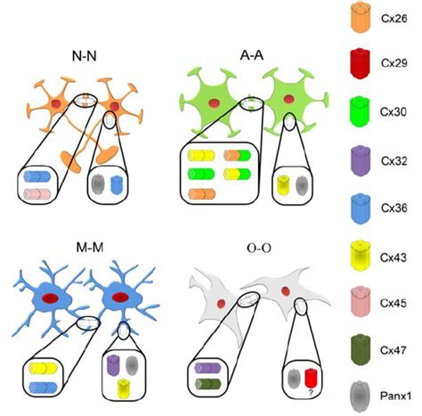 Cellular Distribution Of Pannexin And Connexin Hemichannels And