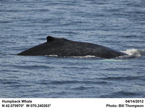 Humpback Whale Humpback Whale Photographed During A Dolphi Flickr