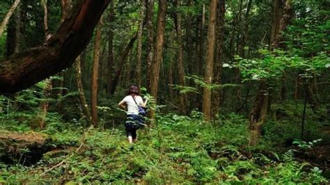 Como O Aokigahara Macabro Bosque De Suic Dios Japon S No Centro De