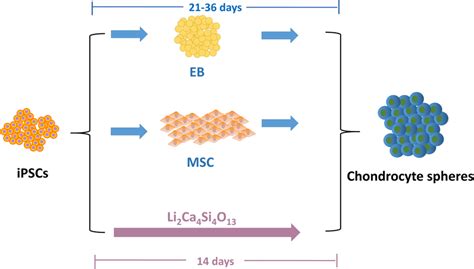 The Chondrogenic Differentiation Strategies Of Ipscs Download