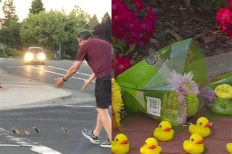 Hombre Muere Atropellado En Eu Tras Ayudar A Patitos A Cruzar La Calle