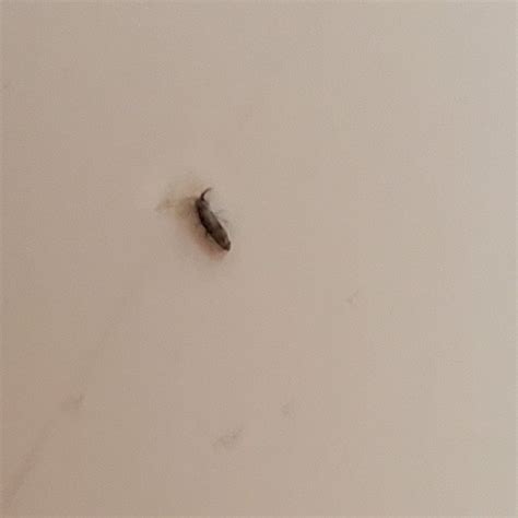 Identifying Small Brown Bugs Thriftyfun