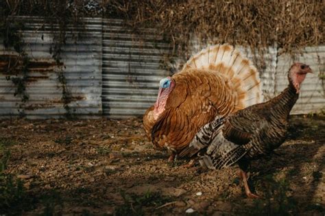 Premium Photo | View of turkey at farm