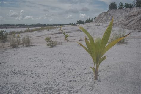 Hutan Kerangas Untuk Pulihkan Lahan Bekas Tambang Timah