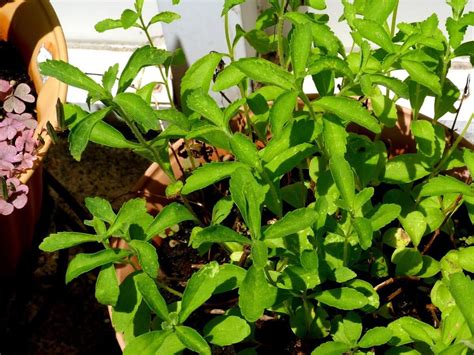 Stevia A Sweet Perennial Herb Perennial Herbs Growing Stevia Herbs