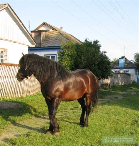 Продам коня, купити коня — Agro-Ukraine