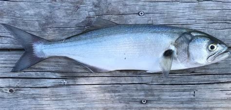 Fish Rules Bluefish In Fl Atlantic State Waters