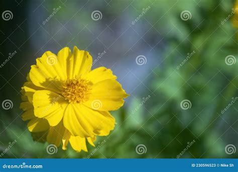 Yellow Cosmos flower stock image. Image of tone, environment - 230596523