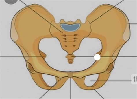 Anatomie Becken Flashcards Quizlet