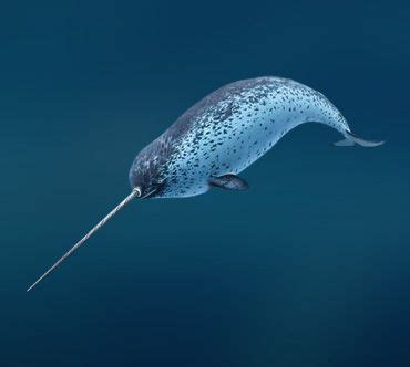 Животные Арктики: описание, фотографии | Narval, Narvales, Animáles de ...