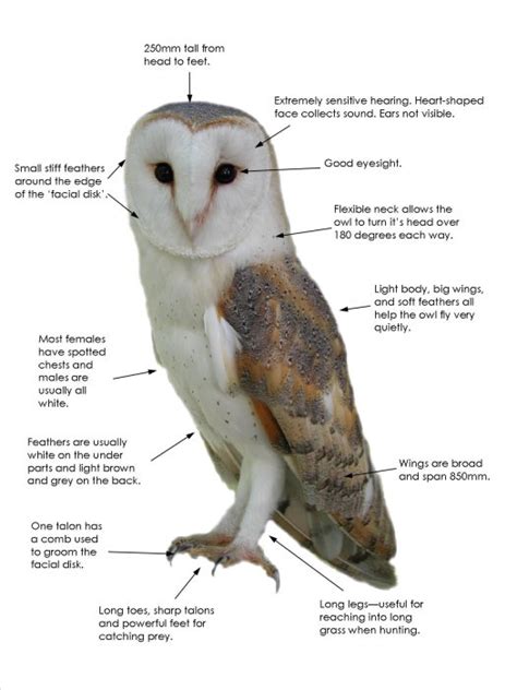 Facts Adaptations Diagram - The Barn Owl Trust