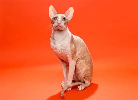 Cornish Rex Cat Photos Stock Photos Pictures And Royalty Free Images