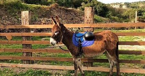 Cargeghe Trekking Con Gli Asini Escursione Di Un Giorno Con Aperitivo