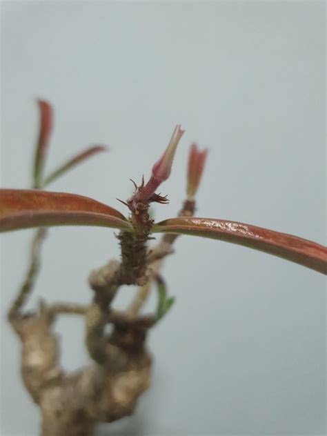 Adenium swazicum, Furniture & Home Living, Gardening, Plants & Seeds on ...