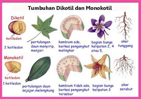 Tumbuhan Dikotil Dan Monokotil Ciri Ciri Beserta Contohnya Juragan Les