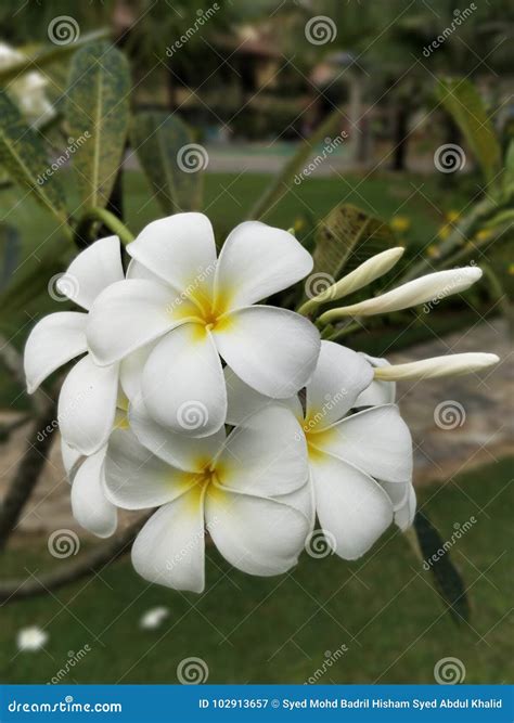 Fiore bianco immagine stock. Immagine di fiore, sfuocatura - 102913657