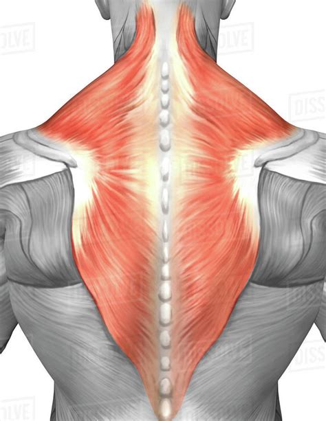 Muscles Of The Back And Neck Splenius Capitis Muscle Trapezius Muscle