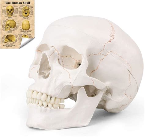 Physique Part Anatomical Lifesize Human Skull Model With Removable