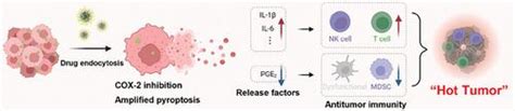 抑制 Cox 2 的铂前药纳米颗粒可增强细胞焦亡，增强胰腺癌的化疗和免疫激活advanced Materials X Mol