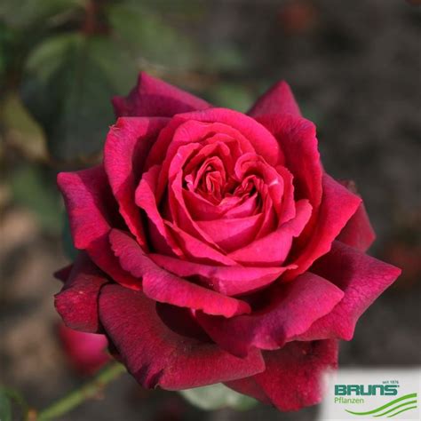 Edelrose Graefin Diana R Von Bruns Pflanzen