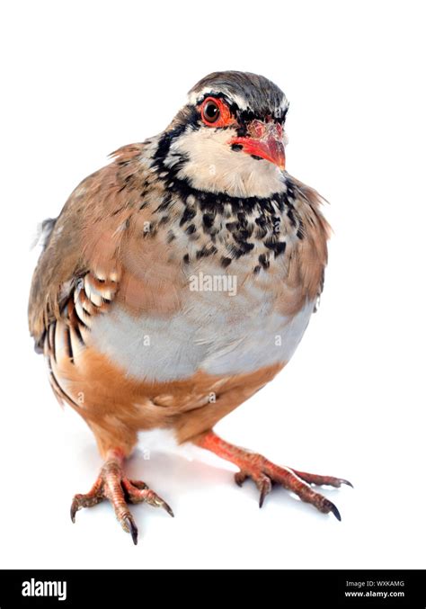 Red Legged Partridge Isolated Hi Res Stock Photography And Images Alamy