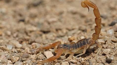 No solo mata: esta es la increíble propiedad que descubrieron en el veneno del alacrán