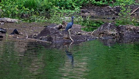 The Macal River | Better In Belize Ecovillage