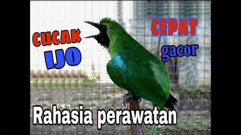 Cara Perawatan Cucak Ijo Agar Cepat Gacor Youtube