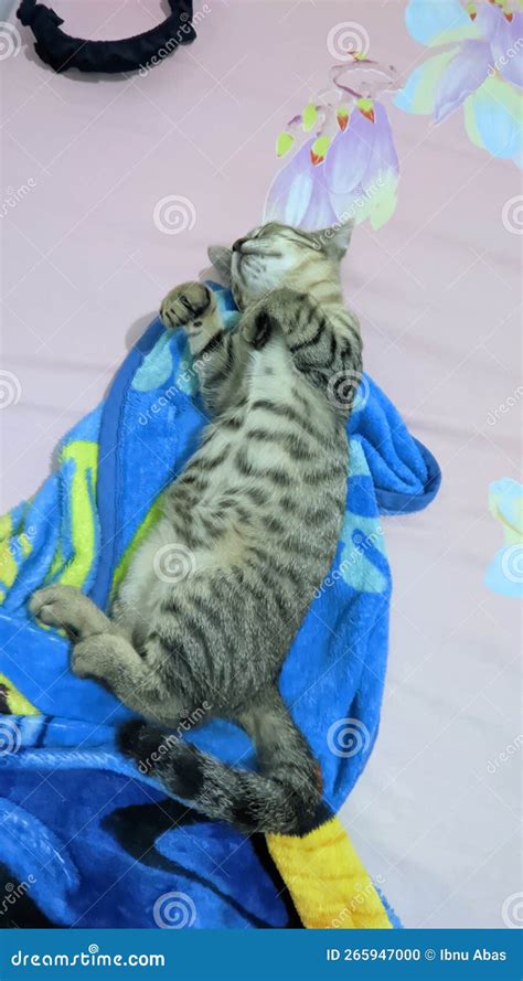 A Cat sleeping on the bed stock photo. Image of room - 265947000