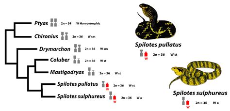 Genes Free Full Text Evolutionary Insights Of The ZW Sex