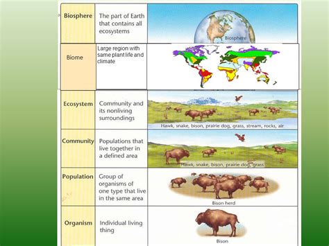 Biosphere Ecosystem Community Population Organism