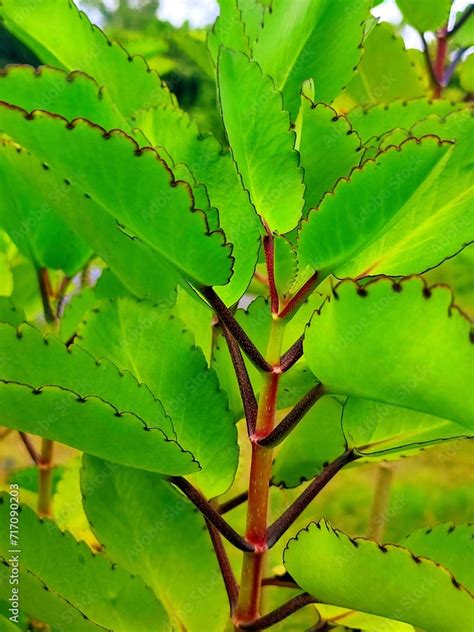 Bryophyllum Pinnatum Or Kalanchoe Pinnata Commonly Known As Cathedral