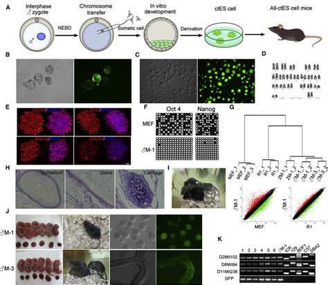 Derivation Of Ctesc Lines From Somatic Cell Chromosome Transfer Derived