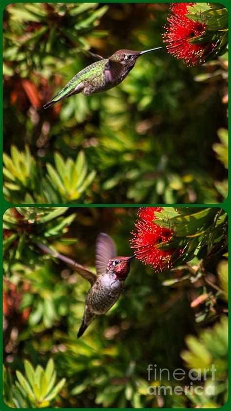 Happy When I Get The Nectar Photograph By Ladonna Mccray Pixels