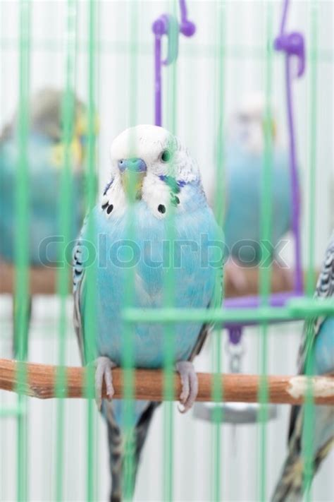 Budgies in a cage | Stock image | Colourbox