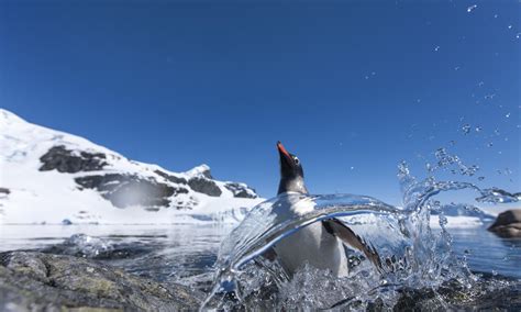 Flying Penguin | Magazine Articles | WWF