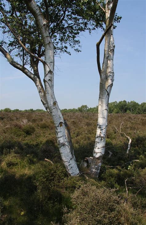 Silver Birch Tree Stock Photo Image Of Heath Black 73510082
