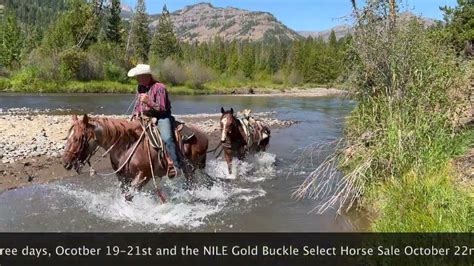 Oliver A QUINCY DUNIN CLASS 2020 AQHA Bay Gelding YouTube