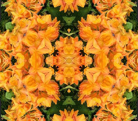 Apricot Azalea Kaleidoscope 2 Photograph By William Gilluly Pixels