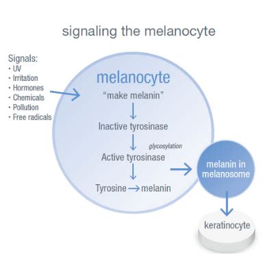 Melanin The Vital Pigment International Dermal Instititute