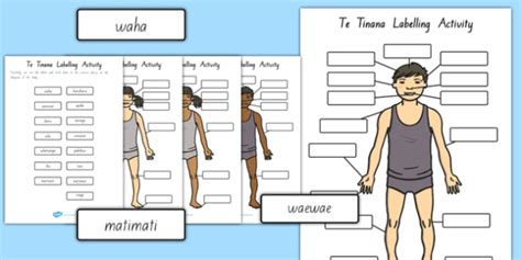 Body Parts Labelling Activity Te Reo M Ori Teacher Made